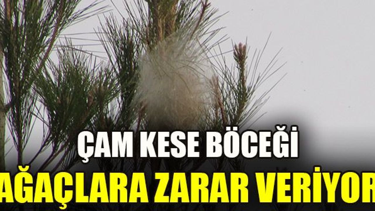 ÇAM KESE BÖCEĞİ AĞAÇLARA ZARAR VERİYOR