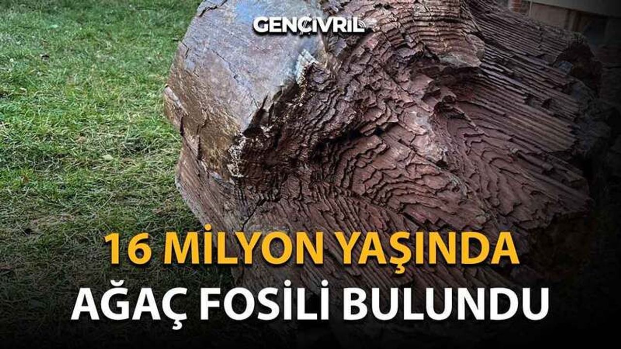 16 Milyon Yaşında Ağaç Fosili Bulundu