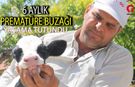 6 Aylık Prematüre Buzağı Yaşama Tutundu