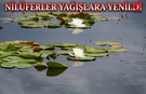 Işıklı'da Nilüferler Sulara Yenildi