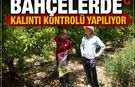 Çivril'de Hasat Öncesi Pestisit Denetimleri Sıklaştı