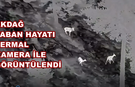 Akdağ’daki Kızılgeyikler Termal Drone İle Görüntülendi
