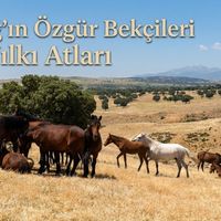 GÜNDEM