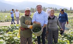 KEPENEK KOLLARI SIVADI, HASAT YAPTI