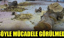 SİNEKLE MÜCADELE İÇİN AĞAÇLAR KESİLİYOR