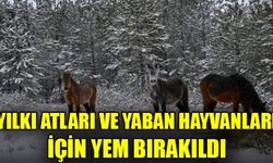 YILKI ATLARI VE YABAN HAYVANLARI İÇİN YEM BIRAKILDI