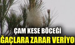 ÇAM KESE BÖCEĞİ AĞAÇLARA ZARAR VERİYOR