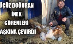 ÜÇÜZ DOĞURAN İNEK GÖRENLERİ ŞAŞKINA ÇEVİRDİ