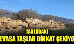 TARLADAKİ DEVASA TAŞLAR DİKKAT ÇEKİYOR