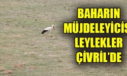 BAHARIN MÜJDELEYİCİSİ LEYLEKLER ÇİVRİL’DE