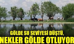 Nilüferleriyle ünlü Işıklı Gölü’nde su seviyesinin yüzde 50’lilere düşmesiyle