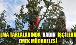 Elması ile ünlü Çivril’de kadınların tarlalarda elma toplama mücadelesi devam ediyor.