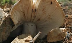 TOPLADIĞI MANTAR ECELİ OLDU