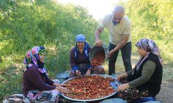 GÜMÜŞSU’DA HÜNNAP HASADI BAŞLADI