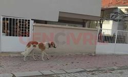 Çivril'de boynunda ip sıkılmış köpek kurtarıldı