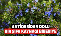 Antioksidan Dolu Bir Şifa Kaynağı Biberiye