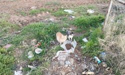 Çivril’de Bağışlar, Sokak Hayvanlarına Mama Oldu