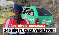 Bu Bitkiyi Koparana 245 Bin TL Ceza Veriliyor!