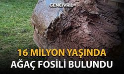 16 Milyon Yaşında Ağaç Fosili Bulundu