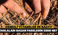 Denizli'yi Fareler Mi Bastı? Tarlaları Basan Farelerin Sırrı Ne?