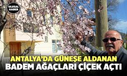 Antalya’da Güneşe Aldanan Badem Ağaçları Çiçek Açtı