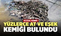 Yüzlerce At ve Eşek Kemiği Bulundu