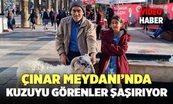 Çınar Meydanı'ndaki Kuzu Görenleri Şaşırttı