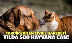 Çivril Yılda 500 Sokak Hayvanına Can Oluyor!