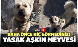 Daha Önce Hiç Görmediniz! Yasak Aşkın Meyvesi: Cüce Kangal!