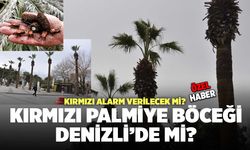 Denizli'de Kırmızı Palmiye Böceği Riski Var Mı?