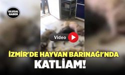 İzmir'de Hayvan Barınağı'nda Katliam