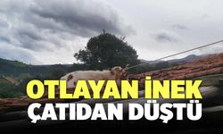 Otlayan İnek Çatıdan Düştü!