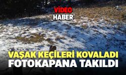 Vaşak Keçileri Kovaladı, Fotokapana Takıldı