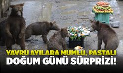 Yavru Ayılara Mumlu, Pastalı Doğum Günü Sürprizi!