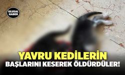 Yavru Kedilerin Başlarını Keserek Öldürdüler!