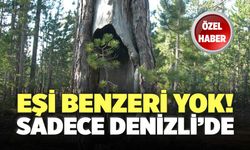 Denizli’de Bulunan Türkiye’nin En Yaşlı Karaçam Ormanı