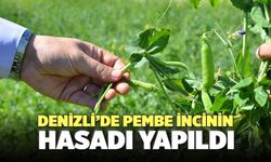 Denizli’de Pembe İnci Hasadı Yapıldı