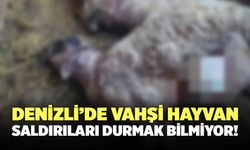 Denizli’de Vahşi Hayvan Saldırıları Durmak Bilmiyor!