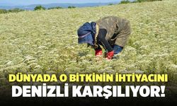 Dünyada O Bitkinin İhtiyacını Denizli Karşılıyor!