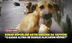 Sakarya’da Altın Dolu Çantayı Sokak Köpeği Çaldı!