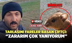 Tarlasını Fareler Bastı, İsyan Etti!