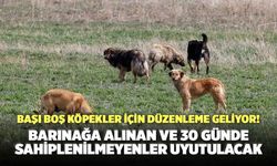 Başı Boş Köpekler İçin Düzenleme Geliyor! Sahiplenilmeyenler Uyutulacak