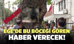 Ege’de Turunçgil Uzun Antenli Böceği Gören, Haber Verecek!