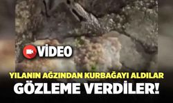 Yılanın Ağzından Kurbağayı Aldılar, Gözleme Verdiler!