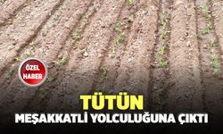 Tütün Meşakkatli Yolculuğuna Çıktı