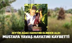 Zeytin Ağacı Hayatını Elinden Aldı, Mustafa Yavaş Hayatını Kaybetti