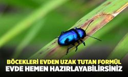 Böcekleri evden uzak tutan formül: Evde hemen hazırlayabilirsiniz