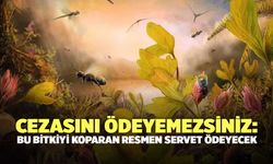 Cezasını ödeyemezsiniz: Bu bitkiyi koparan resmen servet ödeyecek