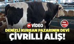 Denizli Kurban Pazarının Devi Çivrilli Aliş!