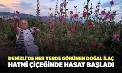 Denizli'de Her Yerde Görünen Doğal İlaç! Hatmi Çiçeğinde Hasat Başladı